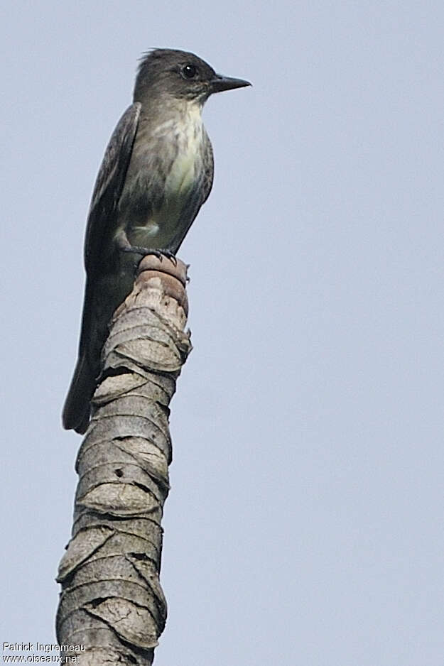 Olive-sided Flycatcheradult, identification