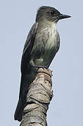 Olive-sided Flycatcher