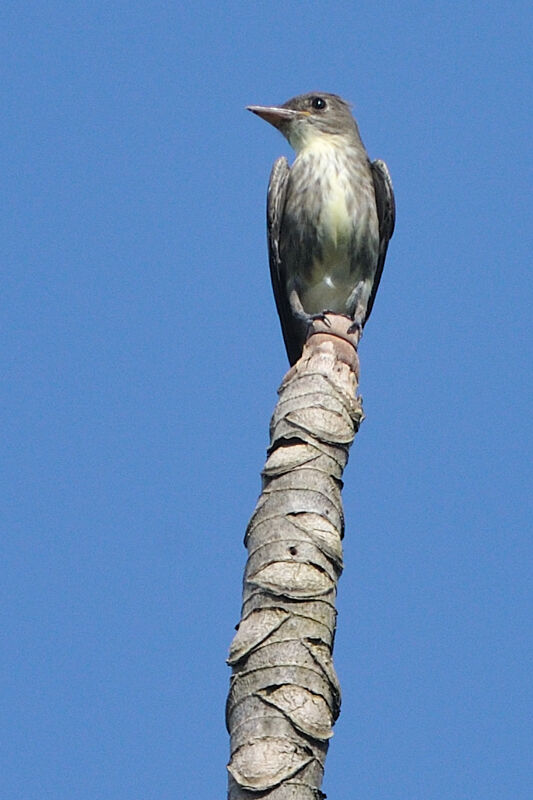 Olive-sided Flycatcheradult