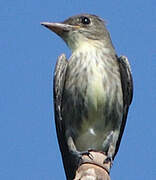 Olive-sided Flycatcher