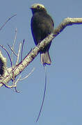 Long-tailed Tyrant