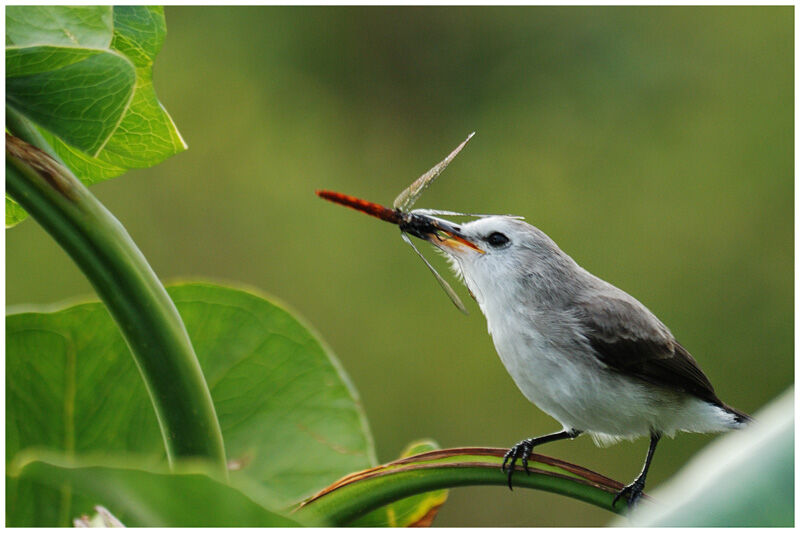 White-headed Marsh Tyrant female adult