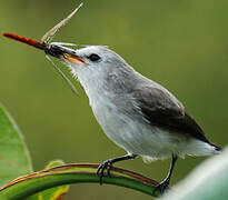 White-headed Marsh Tyrant