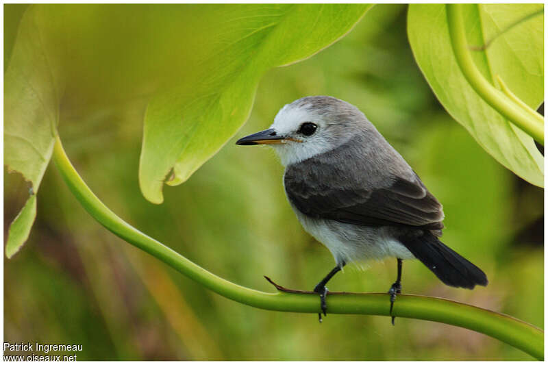 White-headed Marsh Tyrant female adult, aspect