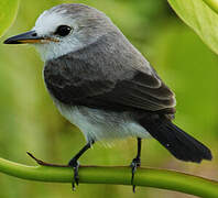 White-headed Marsh Tyrant