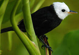 White-headed Marsh Tyrant