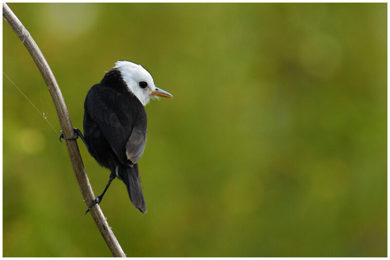 White-headed Marsh Tyrant male adult