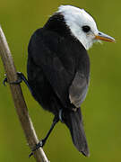 White-headed Marsh Tyrant