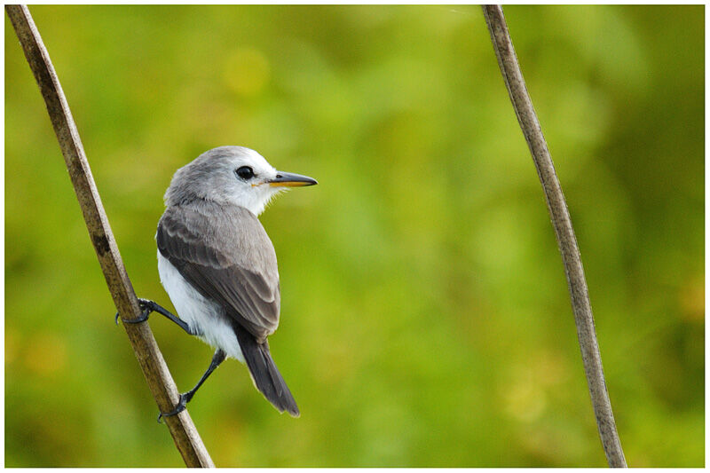 White-headed Marsh Tyrant female adult