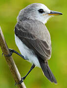 White-headed Marsh Tyrant