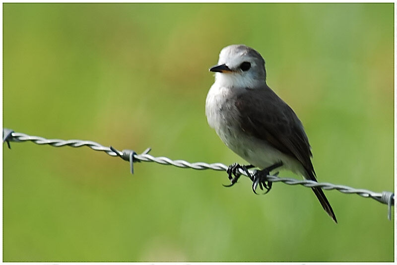 White-headed Marsh Tyrant female adult