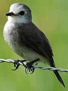 White-headed Marsh Tyrant