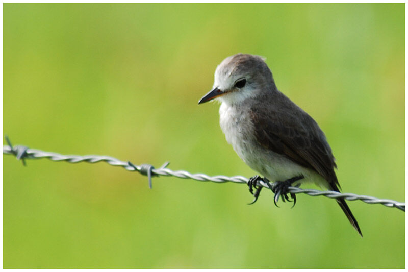 White-headed Marsh Tyrant female