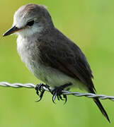 White-headed Marsh Tyrant