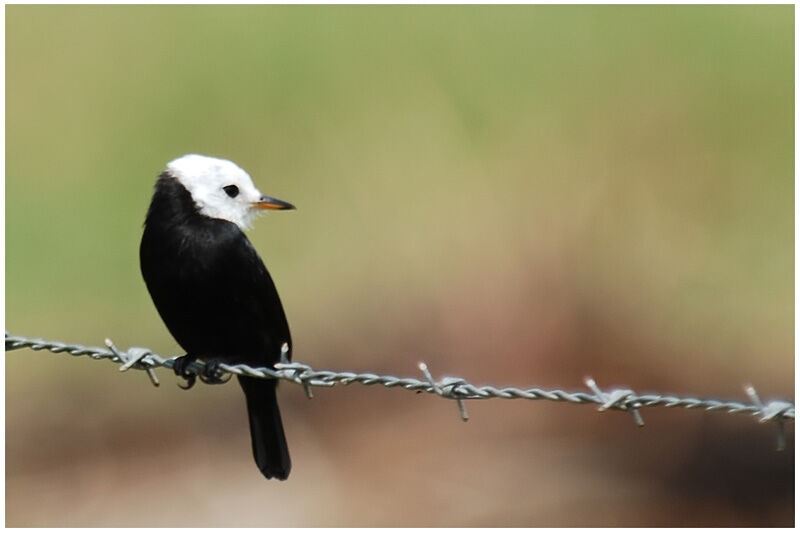 White-headed Marsh Tyrant male adult