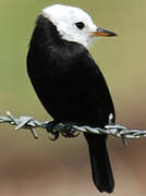 White-headed Marsh Tyrant