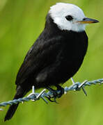 White-headed Marsh Tyrant