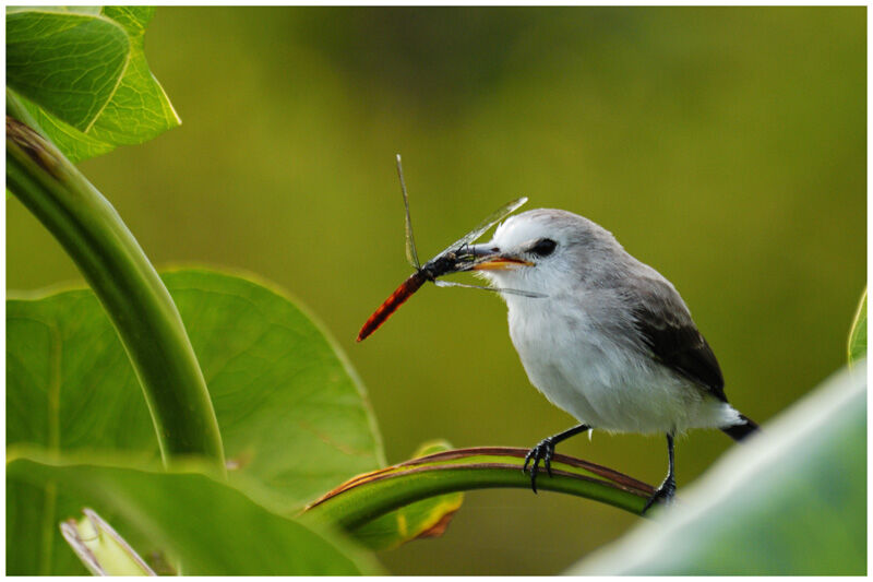 White-headed Marsh Tyrant female