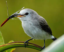 White-headed Marsh Tyrant