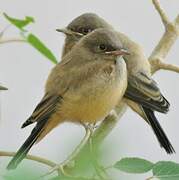 Say's Phoebe