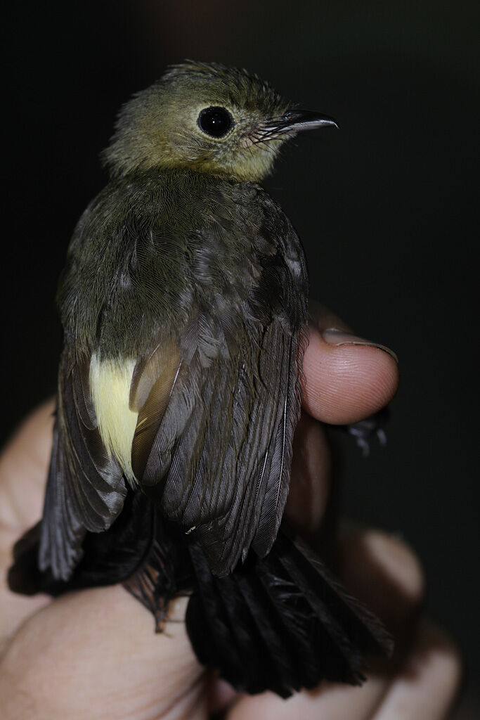 Whiskered Myiobiusadult