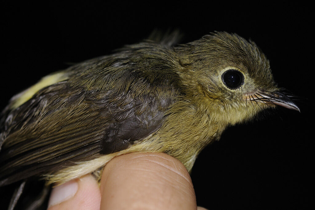 Whiskered Myiobiusadult