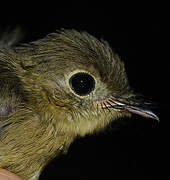 Whiskered Myiobius