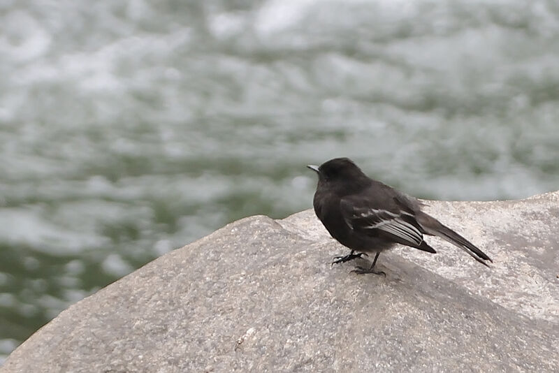 Black Phoebeadult, identification