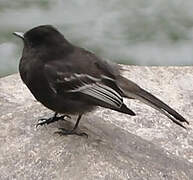 Black Phoebe