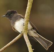 Black Phoebe