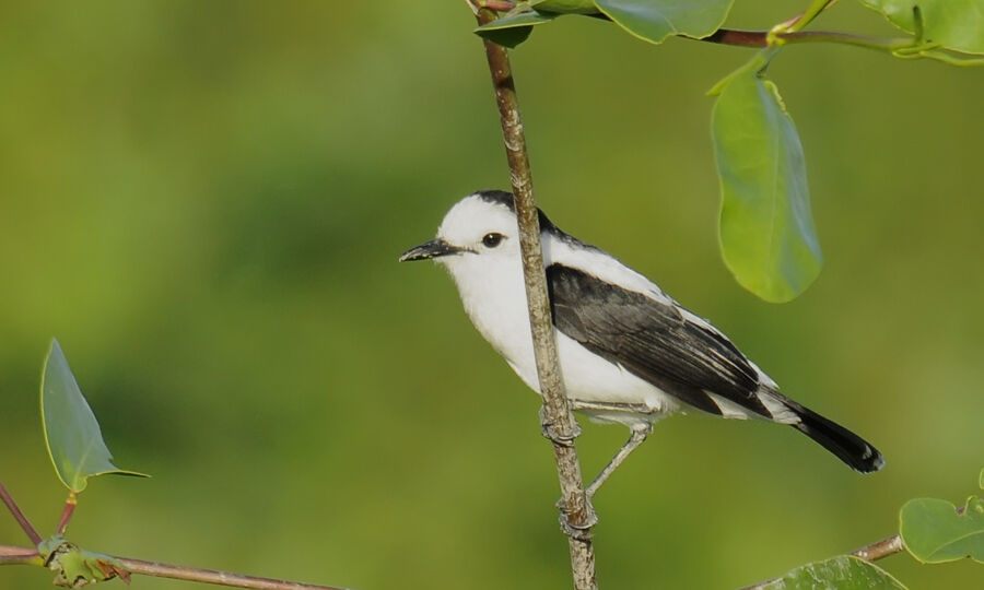 Pied Water Tyrant male adult