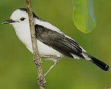 Pied Water Tyrant