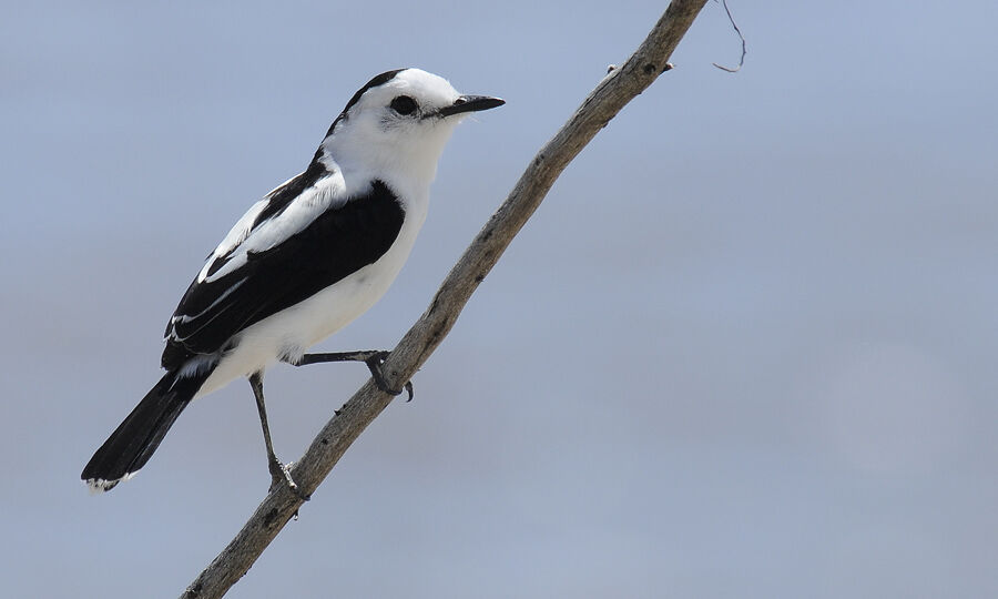 Pied Water Tyrantadult