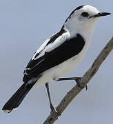 Pied Water Tyrant