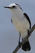 Pied Water Tyrant