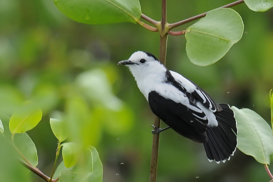 Pied Water Tyrantadult