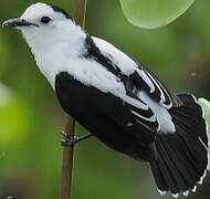 Pied Water Tyrant