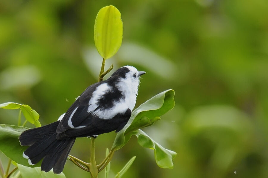 Pied Water Tyrantadult