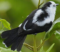 Pied Water Tyrant