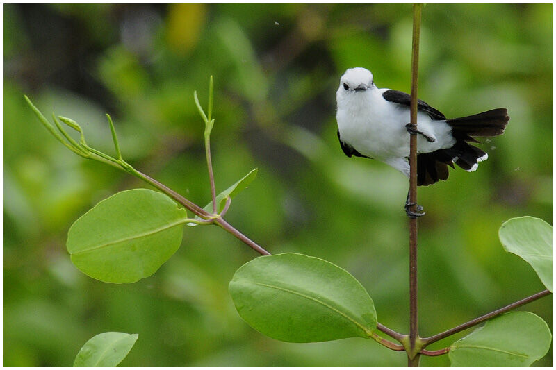 Pied Water Tyrantadult