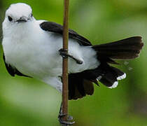 Pied Water Tyrant