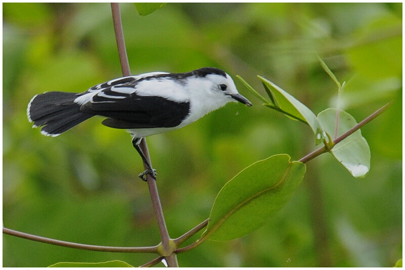 Pied Water Tyrantadult