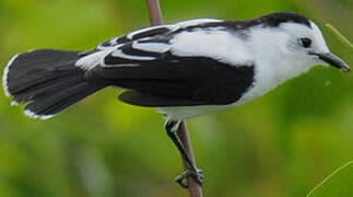 Pied Water Tyrant