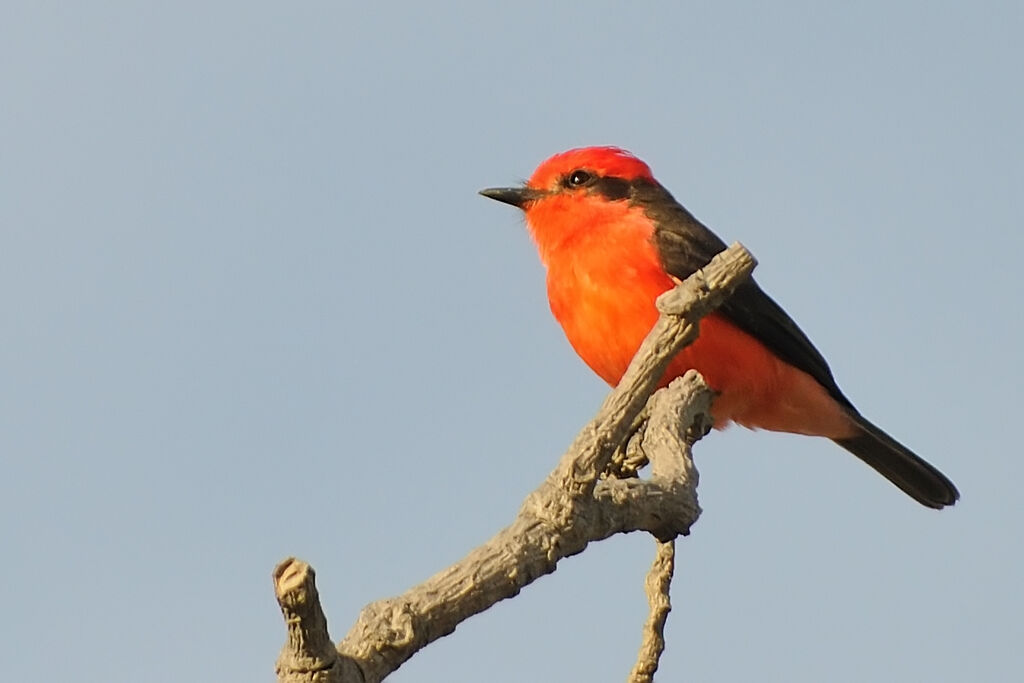 Vermilion Flycatcher male adult, identification