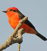 Vermilion Flycatcher