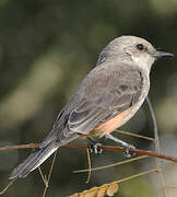 Vermilion Flycatcher