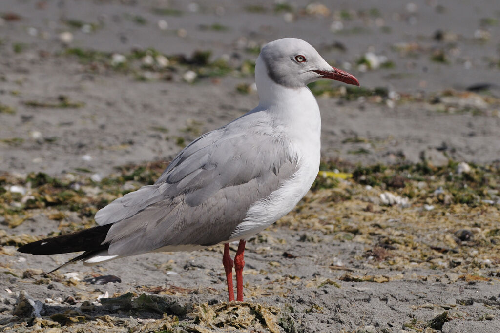 Mouette à tête griseadulte