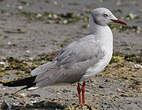 Mouette à tête grise