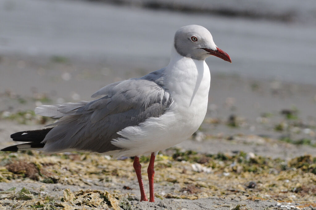 Mouette à tête griseadulte