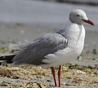 Mouette à tête grise